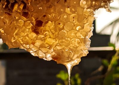 pexels archana gs 4111270