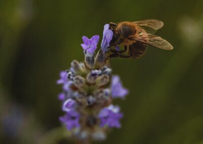 pexels dzenis hasanica 8577453